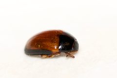 Tritoma mimetica by (c) Owen Strickland, some rights reserved (CC BY), uploaded by Owen Strickland. Used under a CC-BY license.