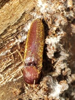 Dirrhagofarsus lewisi by (c) Mark Richman, some rights reserved (CC BY), uploaded by Mark Richman. Used under a CC-BY license.