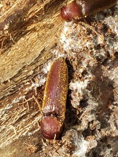 Dirrhagofarsus lewisi by (c) Mark Richman, some rights reserved (CC BY), uploaded by Mark Richman. Used under a CC-BY license.