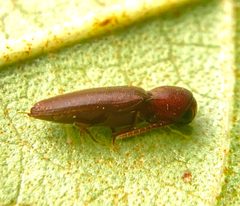 Dirrhagofarsus unicolor by no rights reserved, uploaded by Ken Kneidel. Used under a CC0 license.