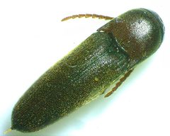 Dirrhagofarsus unicolor by no rights reserved, uploaded by Ken Kneidel. Used under a CC0 license.