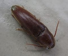Dromaeolus badius by (c) Cole Shoemaker, some rights reserved (CC BY), uploaded by Cole Shoemaker. Used under a CC-BY license.
