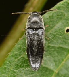 Dromaeolus turnbowi by (c) skitterbug, some rights reserved (CC BY), uploaded by skitterbug. Used under a CC-BY license.