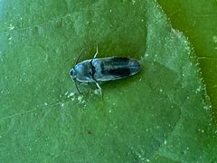 Dromaeolus turnbowi by (c) David George, some rights reserved (CC BY), uploaded by David George. Used under a CC-BY license.