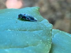 Dromaeolus turnbowi by (c) David George, some rights reserved (CC BY), uploaded by David George. Used under a CC-BY license.
