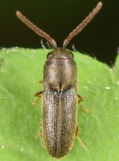 Golbachia by (c) skitterbug, some rights reserved (CC BY), uploaded by skitterbug. Used under a CC-BY license.