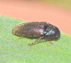 Hemiopsida by (c) Scott W. Gavins, some rights reserved (CC BY), uploaded by Scott W. Gavins. Used under a CC-BY license.