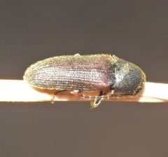 Hemiopsida by (c) Scott W. Gavins, some rights reserved (CC BY), uploaded by Scott W. Gavins. Used under a CC-BY license.