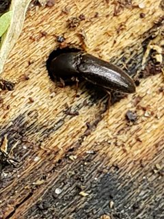 Isarthrus calceatus by (c) Mark Richman, some rights reserved (CC BY), uploaded by Mark Richman. Used under a CC-BY license.