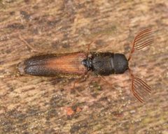 Isorhipis obliqua by (c) skitterbug, some rights reserved (CC BY), uploaded by skitterbug. Used under a CC-BY license.