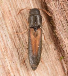 Isorhipis obliqua by (c) skitterbug, some rights reserved (CC BY), uploaded by skitterbug. Used under a CC-BY license.