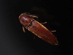 Nematodes by (c) Saryu Mae 前 朝琉, some rights reserved (CC BY), uploaded by Saryu Mae 前 朝琉. Used under a CC-BY license.