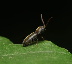 Rhagomicrus by (c) Zachary Dankowicz, some rights reserved (CC BY), uploaded by Zachary Dankowicz. Used under a CC-BY license.