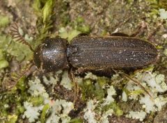 Melasis pectinicornis by (c) skitterbug, some rights reserved (CC BY), uploaded by skitterbug. Used under a CC-BY license.