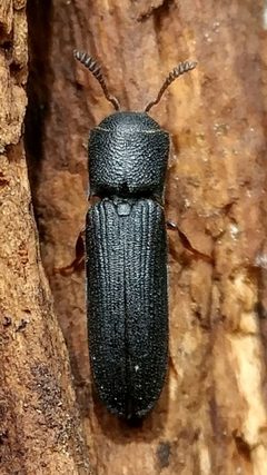Melasis rufipalpis by (c) Casey H. Richart, some rights reserved (CC BY), uploaded by Casey H. Richart. Used under a CC-BY license.