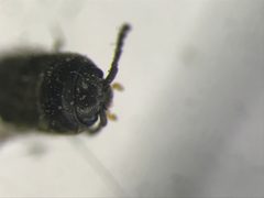 Microrhagus carinicollis by no rights reserved, uploaded by Nick Bédard. Used under a CC0 license.