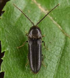 Microrhagus subsinuatus by (c) skitterbug, some rights reserved (CC BY), uploaded by skitterbug. Used under a CC-BY license.