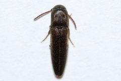 Nematodes atropos by (c) Owen Strickland, some rights reserved (CC BY), uploaded by Owen Strickland. Used under a CC-BY license.