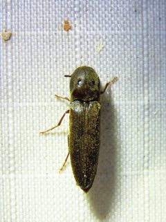 Nematodes atropos by (c) Annika Lindqvist, some rights reserved (CC BY), uploaded by Annika Lindqvist. Used under a CC-BY license.