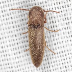 Nematodes atropos by (c) Victor Engel, some rights reserved (CC BY), uploaded by Victor Engel. Used under a CC-BY license.