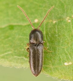 Rhagomicrus humeralis by (c) skitterbug, some rights reserved (CC BY), uploaded by skitterbug. Used under a CC-BY license.