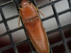 Schizophilus subrufus by (c) Cole Shoemaker, some rights reserved (CC BY), uploaded by Cole Shoemaker. Used under a CC-BY license.