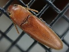 Schizophilus subrufus by (c) Cole Shoemaker, some rights reserved (CC BY), uploaded by Cole Shoemaker. Used under a CC-BY license.