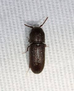 Stethon pectorosus by (c) Christine Young, some rights reserved (CC BY), uploaded by Christine Young. Used under a CC-BY license.
