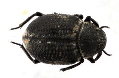 Georissus pusillus by (c) Matthew Pintar, some rights reserved (CC BY), uploaded by Matthew Pintar. Used under a CC-BY license.