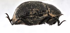 Georissus pusillus by (c) Matthew Pintar, some rights reserved (CC BY), uploaded by Matthew Pintar. Used under a CC-BY license.