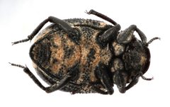 Georissus pusillus by (c) Matthew Pintar, some rights reserved (CC BY), uploaded by Matthew Pintar. Used under a CC-BY license.