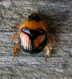 Bolbocerosoma lepidissimum by (c) Gordon C. Snelling, some rights reserved (CC BY), uploaded by Gordon C. Snelling. Used under a CC-BY license.