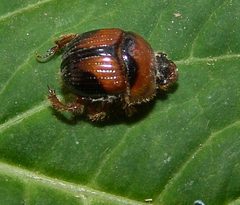 Bolbocerosoma lepidissimum by (c) Gordon C. Snelling, some rights reserved (CC BY), uploaded by Gordon C. Snelling. Used under a CC-BY license.
