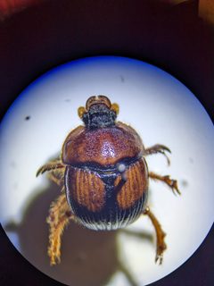 Bolbocerosoma bruneri by no rights reserved, uploaded by Robert Pennington. Used under a CC0 license.