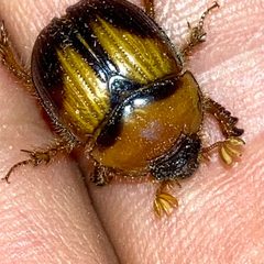 Bolbocerosoma farctum by (c) Christopher Zacharias, some rights reserved (CC BY), uploaded by Christopher Zacharias. Used under a CC-BY license.