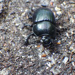 Geotrupes balyi by (c) Ben Armstrong, some rights reserved (CC BY), uploaded by Ben Armstrong. Used under a CC-BY license.