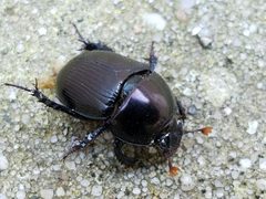 Geotrupes blackburnii by (c) Tyler Bishop, some rights reserved (CC BY), uploaded by Tyler Bishop. Used under a CC-BY license.