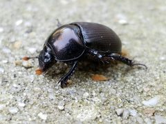 Geotrupes blackburnii by (c) Tyler Bishop, some rights reserved (CC BY), uploaded by Tyler Bishop. Used under a CC-BY license.