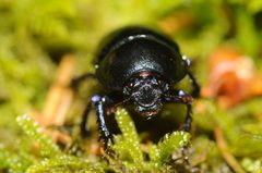 Geotrupes stercorarius by (c) Thomas Bresson, some rights reserved (CC BY). Used under a CC-BY license.