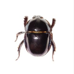 Peltotrupes profundus by (c) Arturo Santos, some rights reserved (CC BY), uploaded by Arturo Santos. Used under a CC-BY license.