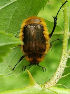Lichnanthe vulpina by (c) Mark Richman, some rights reserved (CC BY), uploaded by Mark Richman. Used under a CC-BY license.