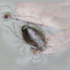 Dineutus ciliatus by (c) Laura Clark, some rights reserved (CC BY), uploaded by Laura Clark. Used under a CC-BY license.