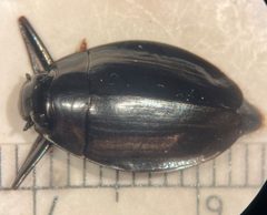 Dineutus ciliatus by (c) Matthew Pintar, some rights reserved (CC BY), uploaded by Matthew Pintar. Used under a CC-BY license.