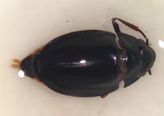 Dineutus emarginatus by (c) Matthew Pintar, some rights reserved (CC BY), uploaded by Matthew Pintar. Used under a CC-BY license.