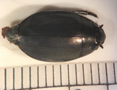 Dineutus nigrior by (c) Matthew Pintar, some rights reserved (CC BY), uploaded by Matthew Pintar. Used under a CC-BY license.