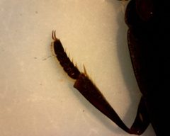 Dineutus nigrior by (c) Matthew Pintar, some rights reserved (CC BY), uploaded by Matthew Pintar. Used under a CC-BY license.