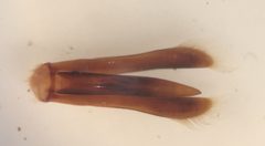Dineutus nigrior by (c) Matthew Pintar, some rights reserved (CC BY), uploaded by Matthew Pintar. Used under a CC-BY license.