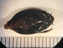 Dineutus nigrior by (c) Matthew Pintar, some rights reserved (CC BY), uploaded by Matthew Pintar. Used under a CC-BY license.
