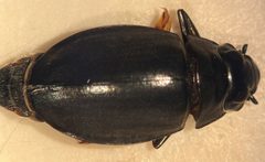 Dineutus productus by (c) Matthew Pintar, some rights reserved (CC BY), uploaded by Matthew Pintar. Used under a CC-BY license.