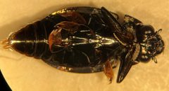 Dineutus productus by (c) Matthew Pintar, some rights reserved (CC BY), uploaded by Matthew Pintar. Used under a CC-BY license.